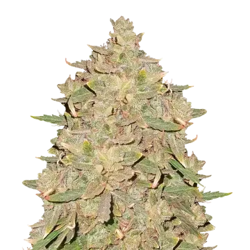 Pure Indica cannabis plant