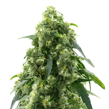 Pure Power Plant cannabis plant