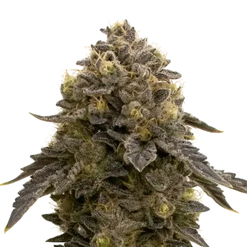 Purple Gelato Auto cannabis plant