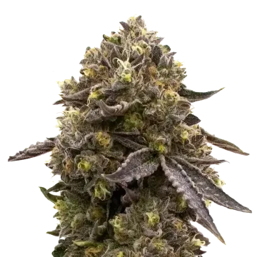 Purple Gelato