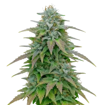 Purple Haze Auto