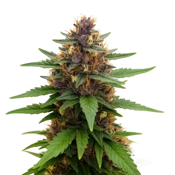 Purple Kush Auto
