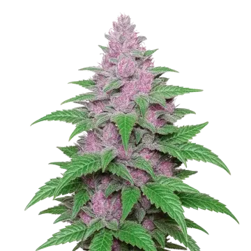 Purple Lemonade Auto