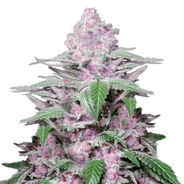 Purple Lemonade