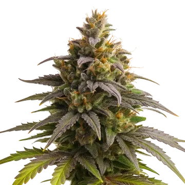 Purple Punch Auto cannabis plant