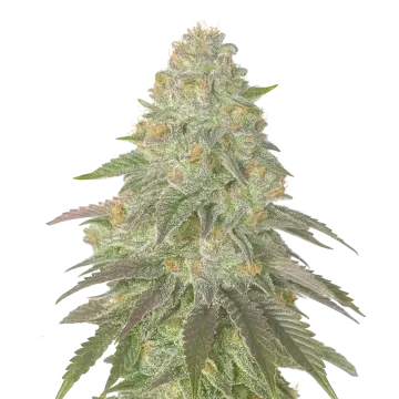 Rainbow Belts cannabis plant