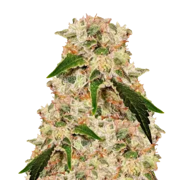 Rainbow cannabis plant