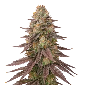 Red Devil Auto cannabis plant
