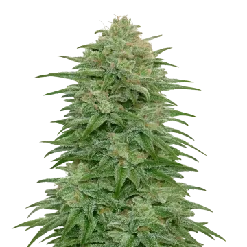 Romulan cannabis plant