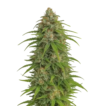 Runtz Auto cannabis plant