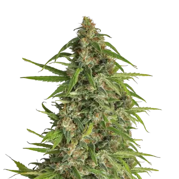 Runtz cannabis plant
