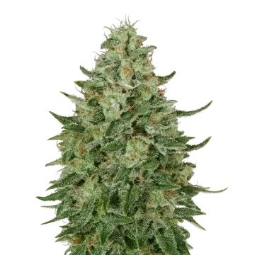Santa Maria Auto cannabis plant
