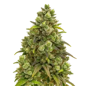 Sexxpot Auto cannabis plant