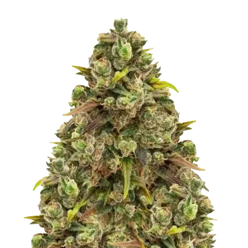 Sexxpot cannabis plant