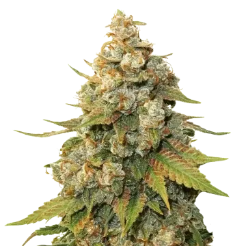 Shiskaberry cannabis plant