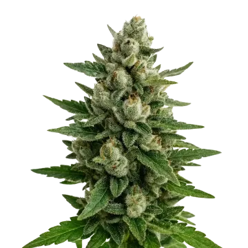 Skywalker OG Auto cannabis plant
