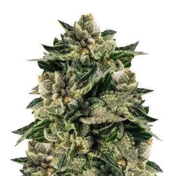 Skywalker OG cannabis plant