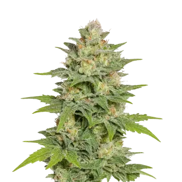 Sleepy Joe OG Auto