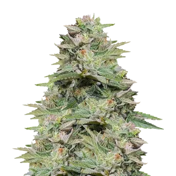 Sleepy Joe OG