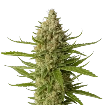 Snoop Dogg OG