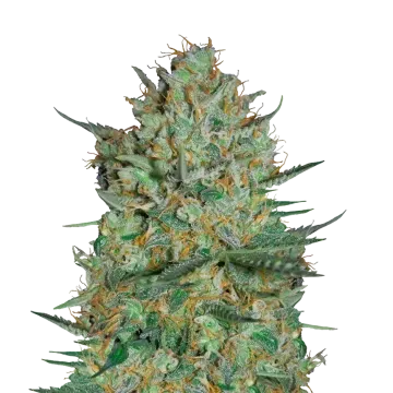 Snow White cannabis plant