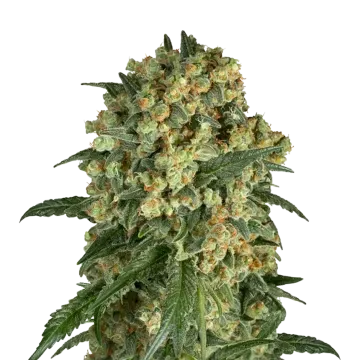 Somango XXL cannabis plant