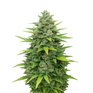 Sour Diesel Auto