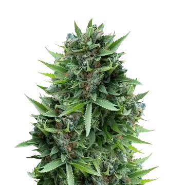 Sour Diesel cannabis plant