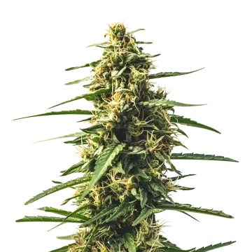 Sour Tsunami CBD cannabis plant