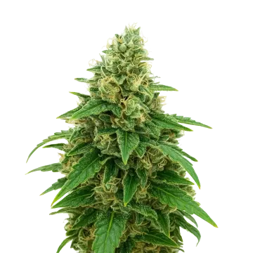 Stardawg Auto cannabis plant