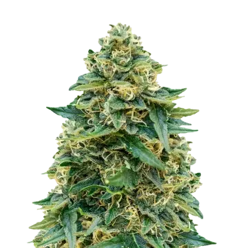Stardawg cannabis plant