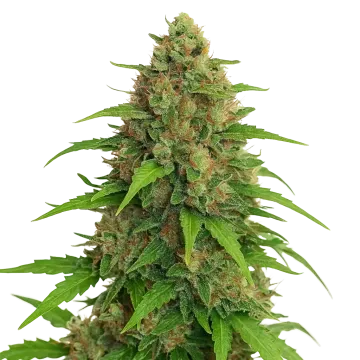 Strawberry Banana Auto