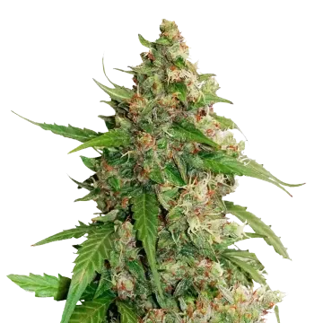 Strawberry Banana