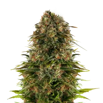 Strawberry CBD cannabis plant