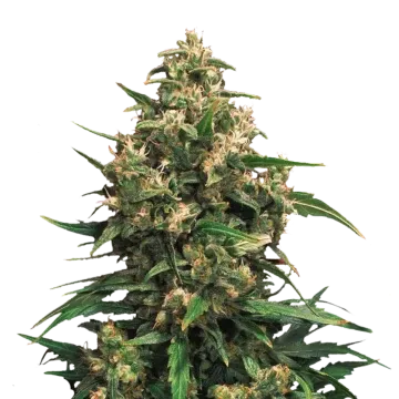 Strawberry Cough cannabis plant