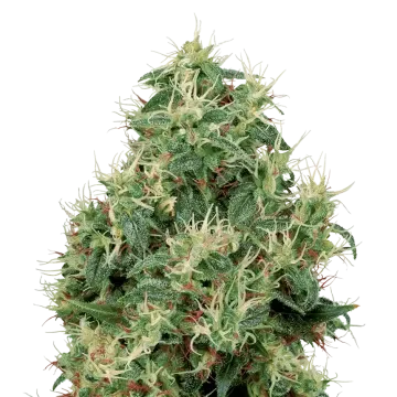 Strawberry Kush cannabis plant