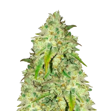 Sunset Sherbet cannabis plant