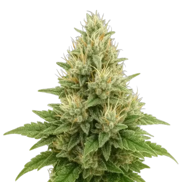 Super Boof Auto