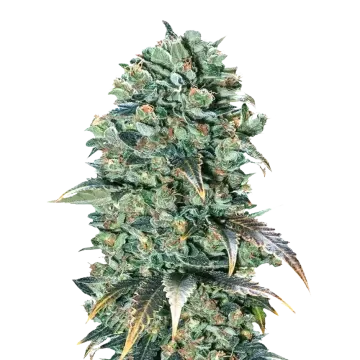 Super Glue cannabis plant