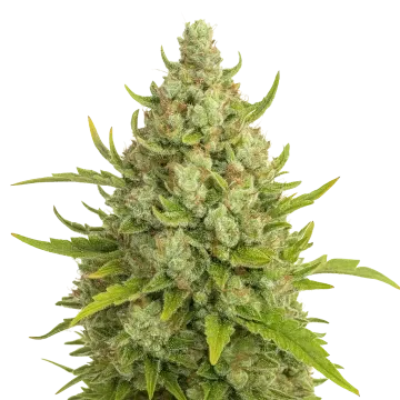 Super Lemon Haze Auto cannabis plant