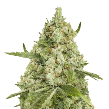 Super Lemon Haze