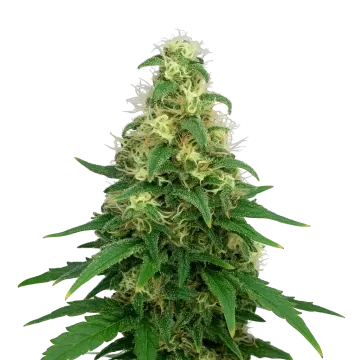 Super Silver Haze Auto cannabis plant