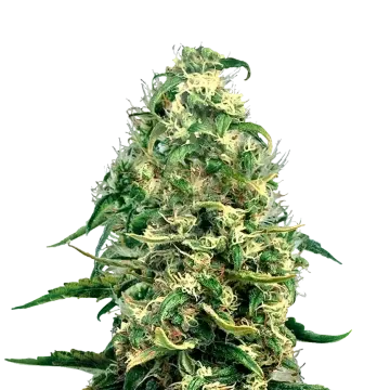 Super Silver Haze