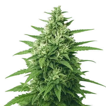 Super Skunk Auto
