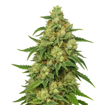 Sweet Tooth Auto