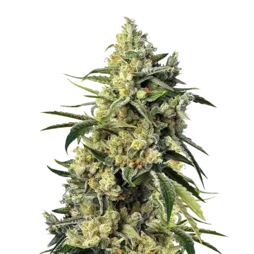 Sweet Tooth cannabis plant
