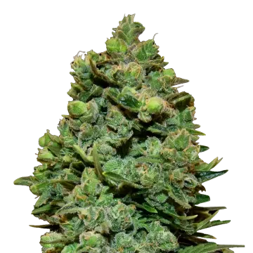 Swiss Cheese