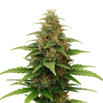 Tangerine Dream Auto cannabis plant