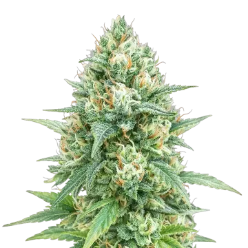 Tetra Express Auto cannabis plant