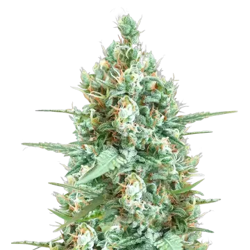 Tetra Express cannabis plant